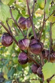Purple Tomatillo flower seeds for planting - Heirloom & Non-GMO Garden Seeds