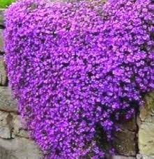 Dark Violet Rock Cress Flower Seeds – Heirloom Non‑GMO, High Germination Organic Garden Seeds for Planting