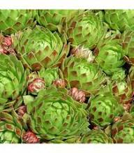 Green Sempervivum Flower Seeds for Planting Heirloom Non-GMO High Germination Organic Garden Seeds