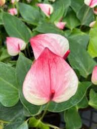 Cream Pink Anthurium Flower Seeds for Planting | Heirloom Non-GMO High Germination
