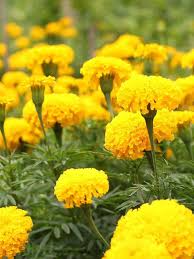 Light Yellow Marigold Flower Seeds for Planting – Shade Tolerant, Heirloom, Non-GMO & High Germination Seeds