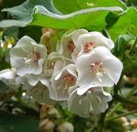 Dombeya Burgessiae Flower Seeds for Planting – Heirloom Non-GMO Organic Garden Seeds, High Germination