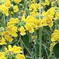 Yellow Jerusalem Sage Flower Seeds for Planting – Easy to Grow, Heirloom, Non-GMO, High Germination Organic Garden Seeds