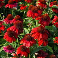 Red Coneflower Flower Seeds for Planting - Sun Loving, Heirloom & Non-GMO Seeds for Home Garden