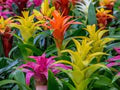 Mixed Bromeliad Flower Seeds for Planting – Heirloom, Non-GMO, High Germination Organic Garden Seeds