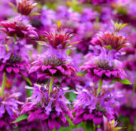Purple Monarda Flower Seeds for Planting – Heirloom, Non-GMO, Shade-Tolerant Garden Seeds