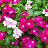 Purple Vinca Flower Seeds for Planting | Heirloom Non-GMO High Germination Organic Seeds