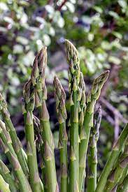 Green Setose Asparagus Plant Seeds for Planting – heirloom & non-GMO seeds, rare fern-like edible shoots