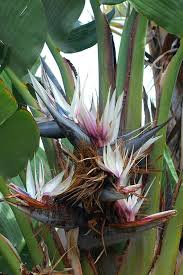 White Strelitzia Reginae Flower Seeds for Planting – Heirloom, Non-GMO, Colorful Display Organic Garden Seeds