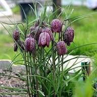 Green Fritillaria Flower Seeds for Planting – Heirloom, Non-GMO, Premium Quality Organic Garden Seeds