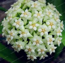 Heirloom Orchid Ball Flower Seeds for Planting | Non-GMO, High Germination, Organic Garden Seeds