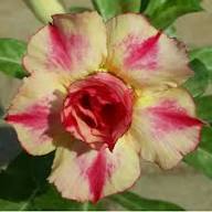 Yellow Pink Adenium Obesum Flower Seeds for Planting – Pollinator Friendly, Heirloom & Non-GMO Garden Seeds