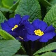 Primula Acaulis Flower Seeds for Planting – Heirloom, Non-GMO, High Germination Organic Garden Seeds