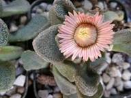 Titanopsis Fulleri Flower Seeds for Planting – Heirloom, Non-GMO, High Germination Organic Garden Seeds