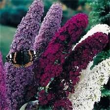 Buddleia Flower Seeds for Planting – Heirloom, Non-GMO, High Germination Organic Garden Seeds