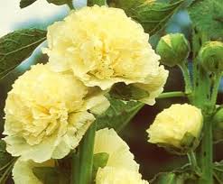 Yellow Hollyhock Flower Seeds for Planting – Heirloom, Non-GMO, High Germination Organic Garden Seeds