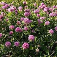 Meadow Clover Flower Seeds for Planting – Heirloom, Non-GMO, Sun Loving Organic Garden Seeds