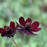 Marron Atrosanguineus Flower Seeds for Planting – Hardy Variety, Heirloom, Non-GMO, High Germination Organic Garden Seeds