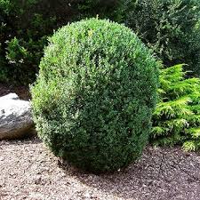 Buxus Sempervirens Flower Seeds for Planting | Heirloom Non-GMO Organic Garden Seeds High Germination