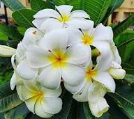 White Frangipani Flower Seeds for Planting – Compact Growth, Heirloom, Non-GMO, High Germination Seeds