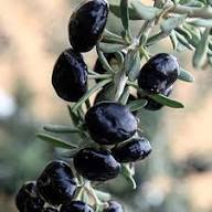 Black Goji Berry Fruit Seeds for Planting – Heirloom Non-GMO High Germination Organic Garden Seeds