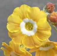 Yellow Primula Auricula Flower Seeds for Planting | Heirloom Non-GMO High Germination Organic Garden Seeds
