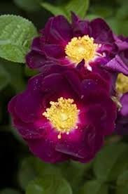 Heirloom Rugosa Rose Flower Seeds for Planting | Non-GMO, High Germination, Organic Garden Seeds