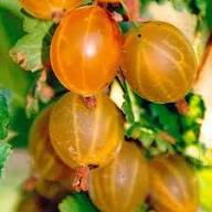 Brown Gooseberry Fruit Seeds – Heirloom Non-GMO, High Germination Organic Garden Seeds for Planting