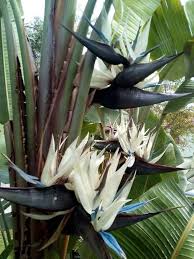 Strelitzia Flower Seeds for Planting – Heirloom, Non-GMO, Colorful Display Organic Garden Seeds
