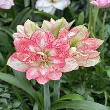 White Pink Hippeastrum Rutilum Flower Seeds for Planting | Heirloom Non-GMO High Germination Organic Garden Seeds