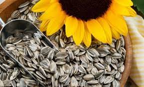 Dwarf Grey Striped Sunflower Seeds for Planting – Compact, Beautiful, Easy Grow Non-GMO Garden Sunflowers