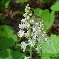 White Tiarella Trifoliata Flower Seeds for Planting – Heirloom Non-GMO, High Germination Organic Garden Seeds