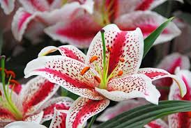 Red White Lilium Flower Seeds for Planting – Vibrant Colors, Heirloom, Non-GMO, High Germination Organic Garden Seeds