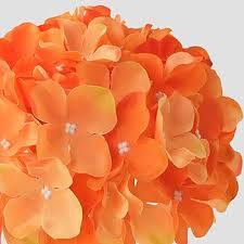 Orange Hydrangea  Seeds for Planting – Pollinator Friendly, Heirloom, Non-GMO Organic Garden Seeds