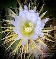 Cereus Flower Seeds for Planting – Heirloom Non-GMO Perfect for Borders Organic Garden Seeds
