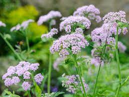 Flower Seeds, Seeds,Seeds For Planting,Plant Seeds