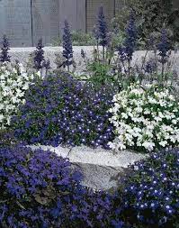 Lobelia erinus Flower Seeds for Planting – Heirloom & Non-GMO Trailing Blooms for Hanging Baskets, Borders & Containers