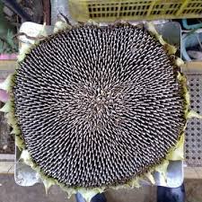 Gray Mongolian SunFlower Seeds for Planting – Easy to Grow, Heirloom, Non-GMO, High Germination Organic Garden Seeds