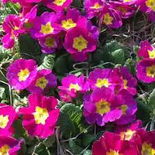 Purple Primrose Flower Seeds for Planting Heirloom Non-GMO High Germination Organic Garden Seeds
