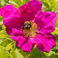 Rosa Rugosa Flower Seeds for Planting – Heirloom, Non-GMO, High Germination Organic Garden Seeds