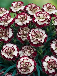 Maroon Mix Dianthus Caryophyllus Flower Seeds for Planting Heirloom Non-GMO High Germination Organic Garden Seeds