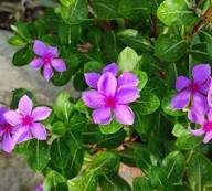 Pink Vinca Rosea Flower Seeds for Planting – Heirloom, Non-GMO, Shade Tolerant Organic Garden Seeds
