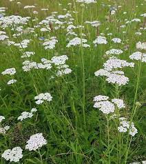 Yarrow Milfoil Seeds for Planting – Heirloom, Non-GMO Medicinal Herb & Pollinator-Friendly Perennial Flowers