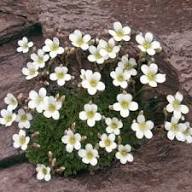 White Blush Saxifraga Flower Seeds for Planting – Seasonal Bloomer, Heirloom, Non-GMO, High Germination Organic Seeds