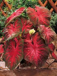 Caladium Bicolor Red Flower Seeds for Planting – Heirloom Non-GMO, High Germination Organic Garden Seeds