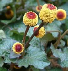 Yellow Spilanthes Acmella Flower Seeds for Planting – Low Maintenance Heirloom Non-GMO Garden Seeds