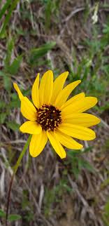 Prairie Flower Seeds for Planting – Heirloom, Non-GMO, High Germination Garden Favorite