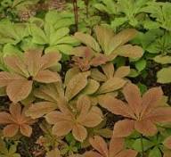 Brown Rodgersia Henrici Flower Seeds for Planting | Heirloom Non-GMO High Germination Organic Garden Seeds