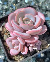 White Echeveria Cante Seeds for Planting – Garden Favorite, Heirloom, Non-GMO Organic Garden Seeds