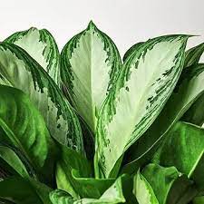 Aglaonema Green for Planting – Easy to Grow, Heirloom & Non-GMO Garden Seeds